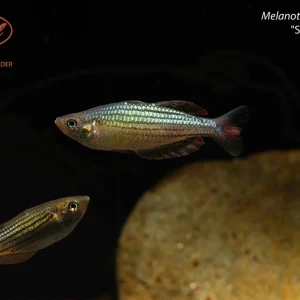 Melanotaenia maccullochi "Stark River"