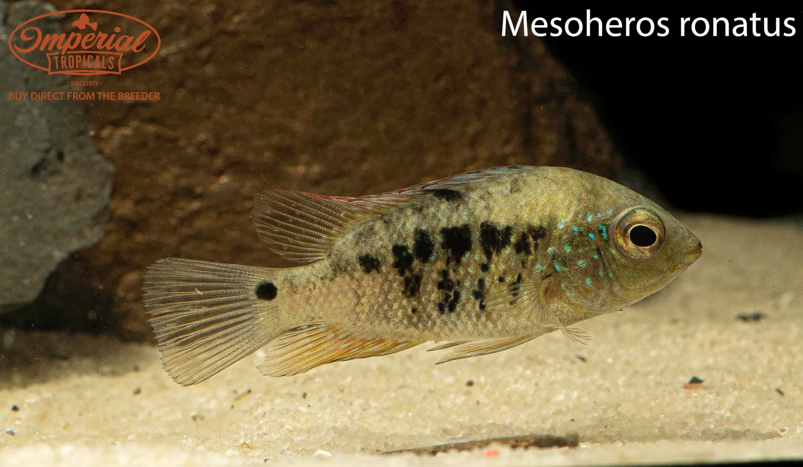 Mesoheros ornatus - Image 2