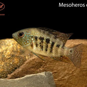 Mesoheros ornatus