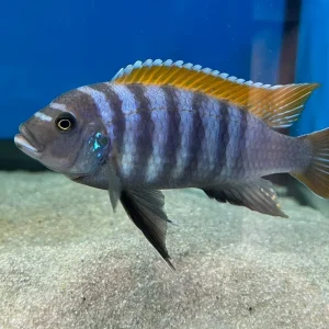 Metriaclima emmiltos "Mphanga Rocks"
