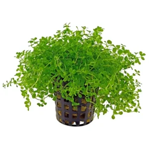 Micranthemum Monte Carlo
