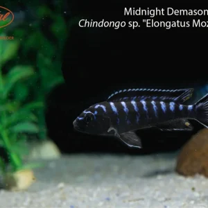 Midnight Demasoni (Chindongo sp. "Elongatus Mozambique")