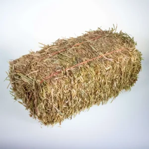 Mini Hay Bale - OAT (Young)