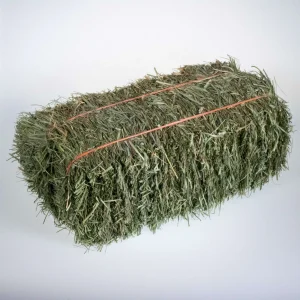 Mini Hay Bale - ORCHARD