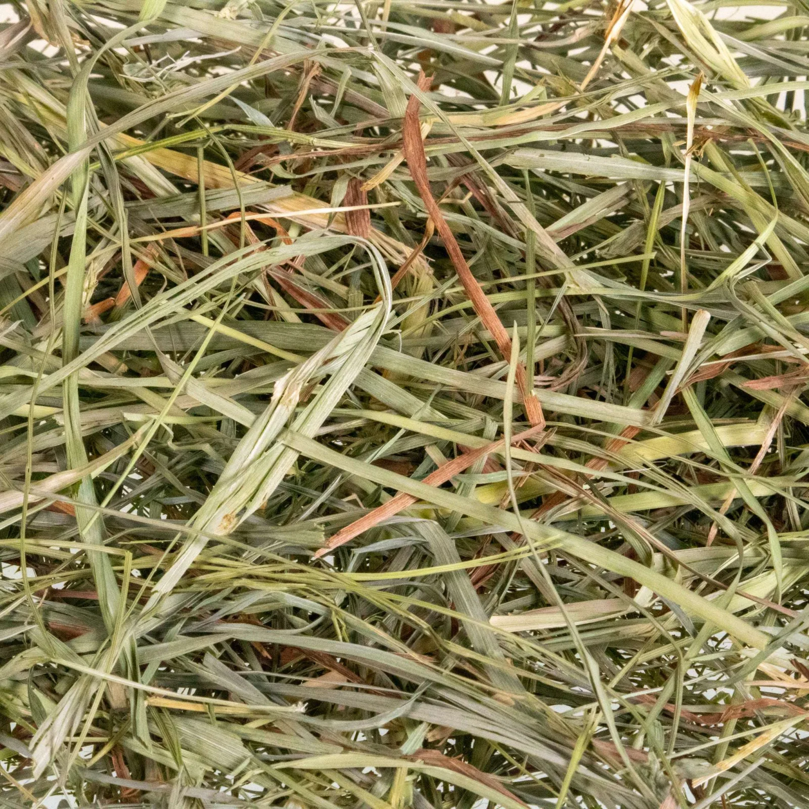 Mini Hay Bale - TIMOTHY (1st Cut) - Image 2