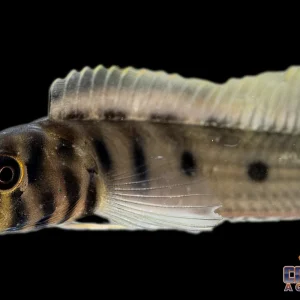 Misc - Blenny Zebra (Freshwater)