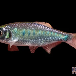 Misc - Hill Trout Orange Fin M/L