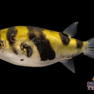 Misc - Puffer Amazon Med