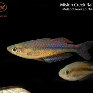 Miskin Creek Rainbowfish