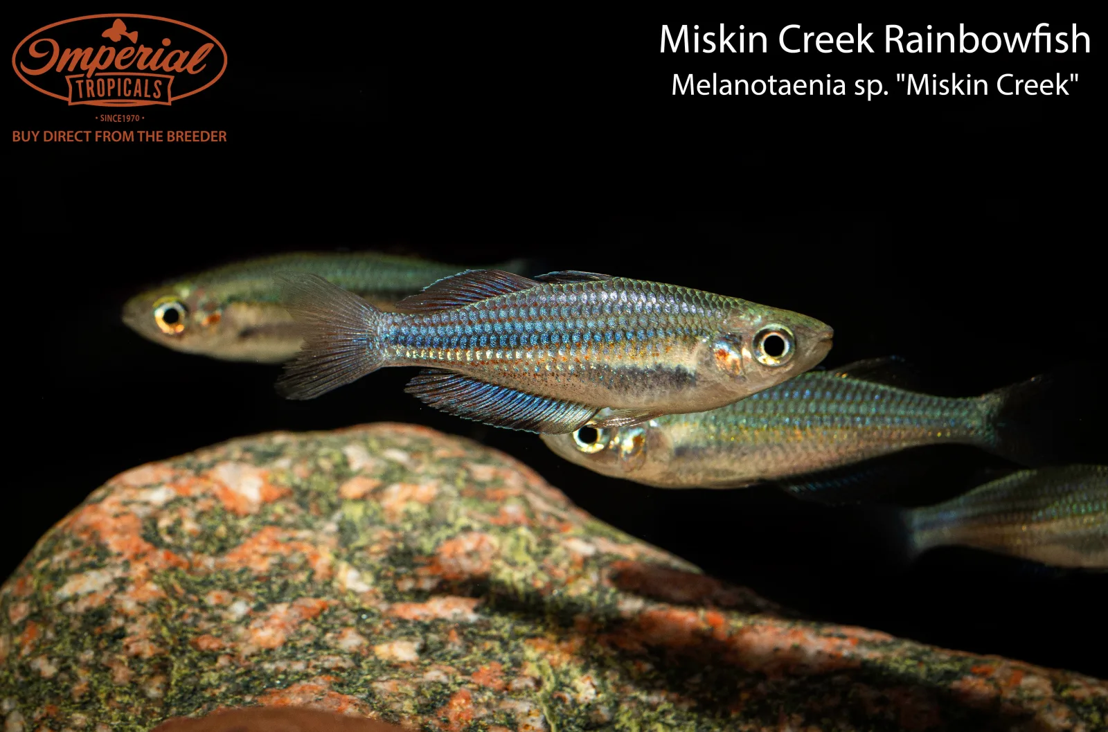 Miskin Creek Rainbowfish - Image 2