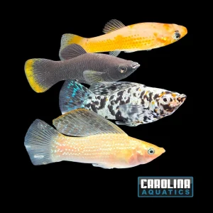Molly - Asst. Sailfin