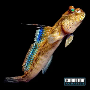 Mudskipper - Blue Neon Med