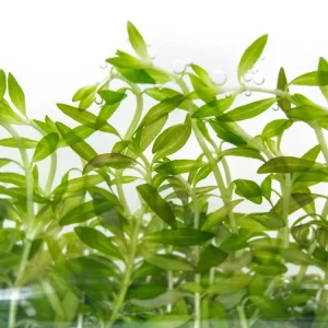Needle Leaf Ludwigia (Ludwigia arcuata) Tissue Culture