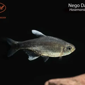 Nego Dagua Tetra