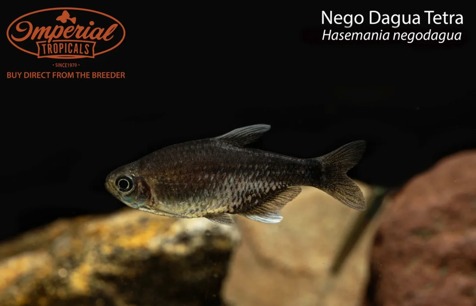 Nego Dagua Tetra - Image 2