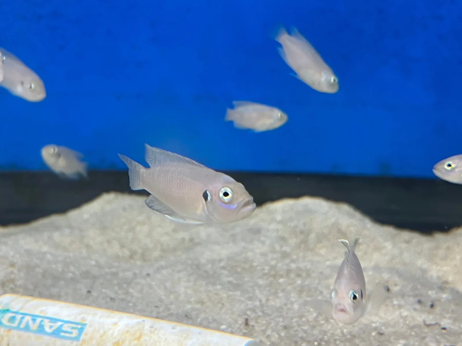Neolamprologus brevis - Image 2