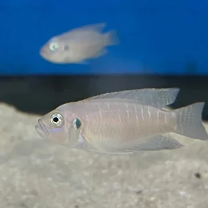 Neolamprologus brevis