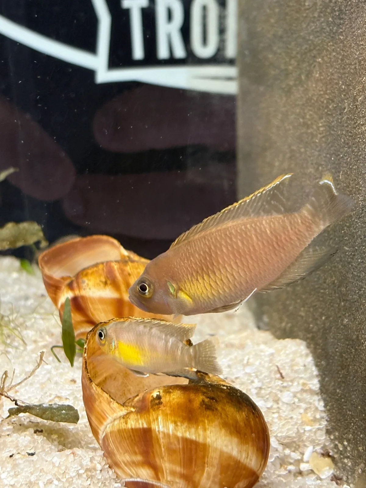 Neolamprologus brevis "Ikola Sunspot" - Image 2