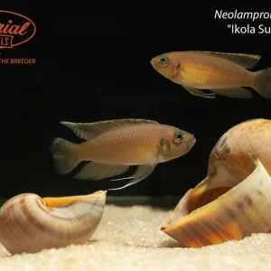 Neolamprologus brevis "Ikola Sunspot"