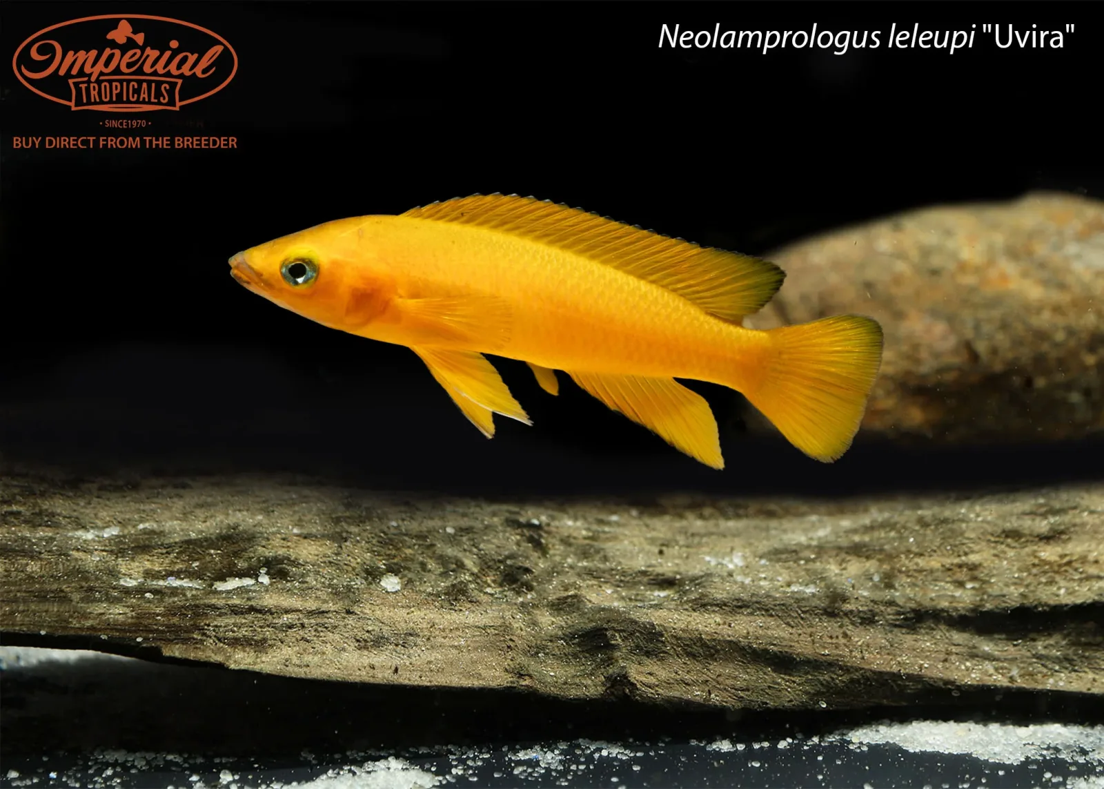 Neolamprologus leleupi "Uvira" - Image 2