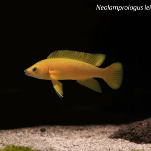 Neolamprologus leleupi "Uvira"