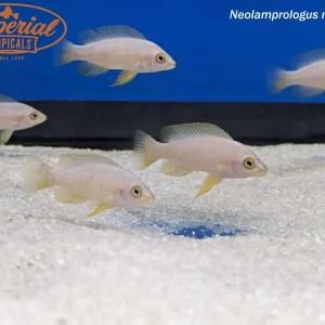 Neolamprologus mustax