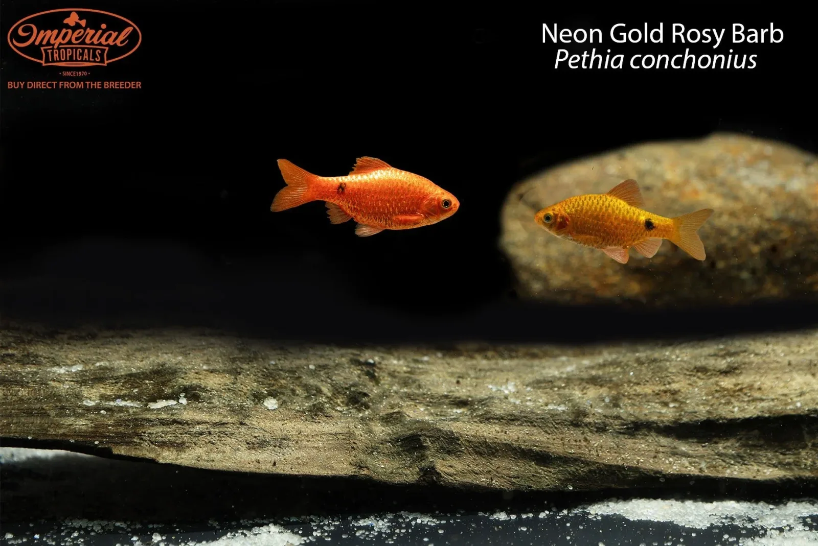Neon Gold Rosy Barb - Image 2