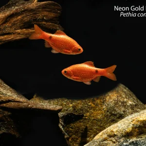 Neon Gold Rosy Barb