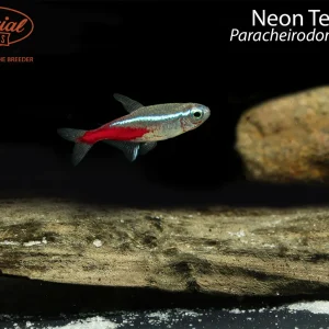Neon Tetra
