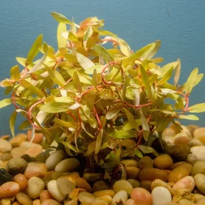 Nesaea Golden
