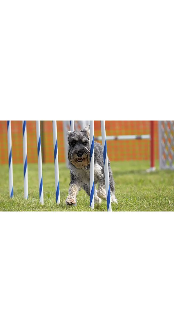Ninja Weaves Seminar: Training Tools to Solve Common Weave Pole Problems
