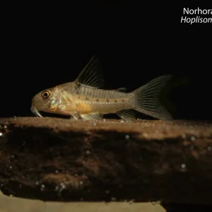 Norhora's Hoplisoma