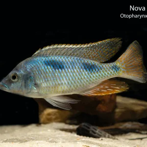 Nova Blue Longnose