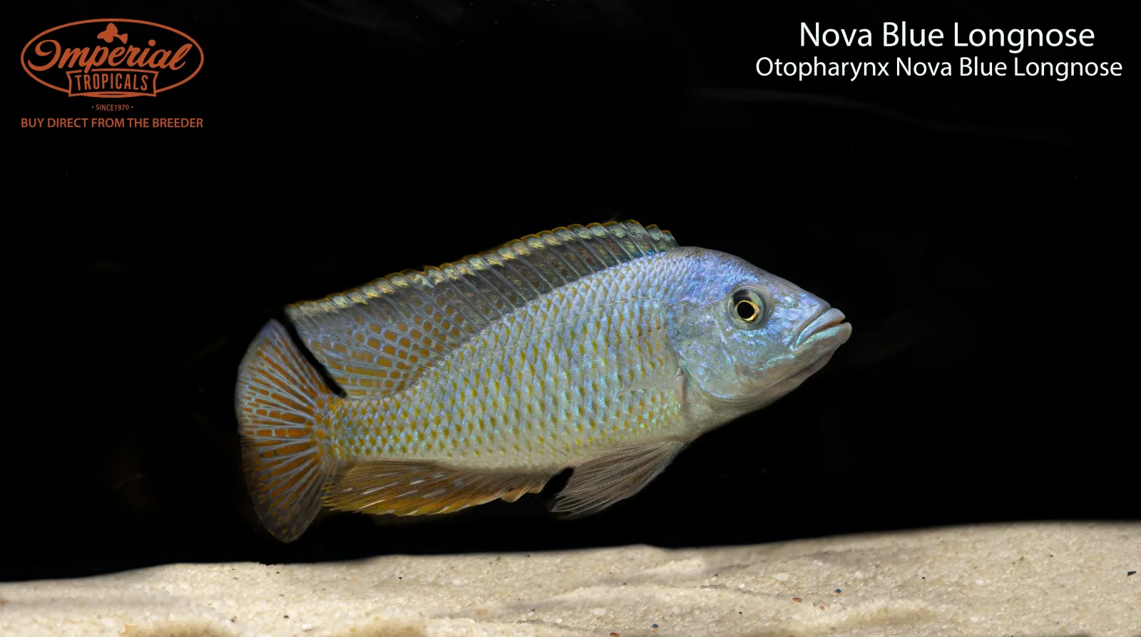 Nova Blue Longnose - Image 2