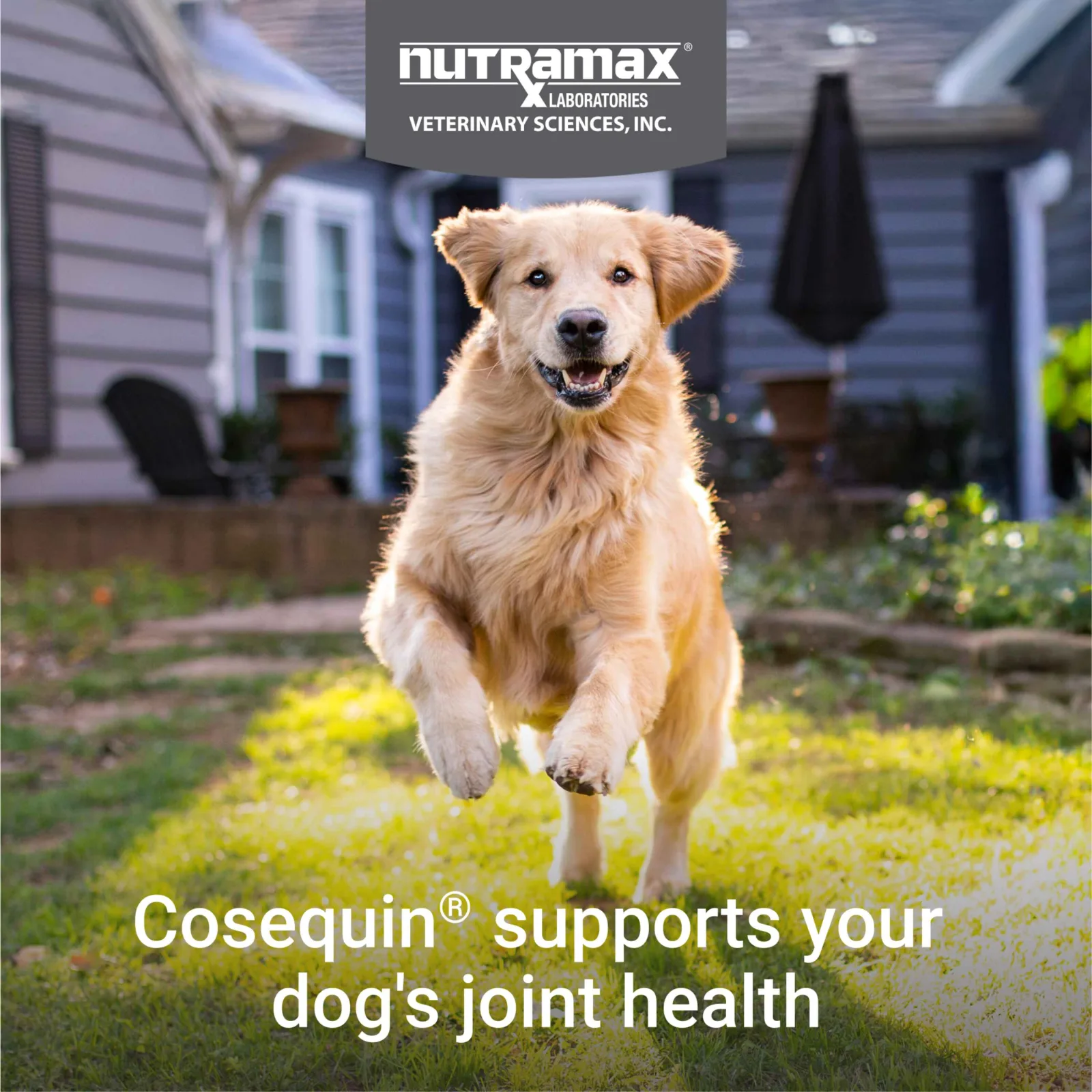 Nutramax Cosequin DS Plus MSM Professional Line for Dogs, 60 Soft Chews - Image 2