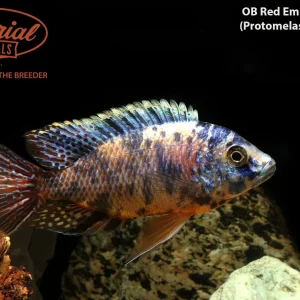 OB Red Empress