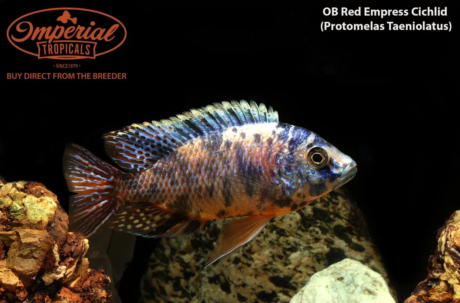 OB Red Empress