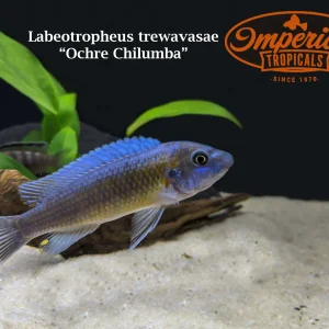 Ochre Chilumba
