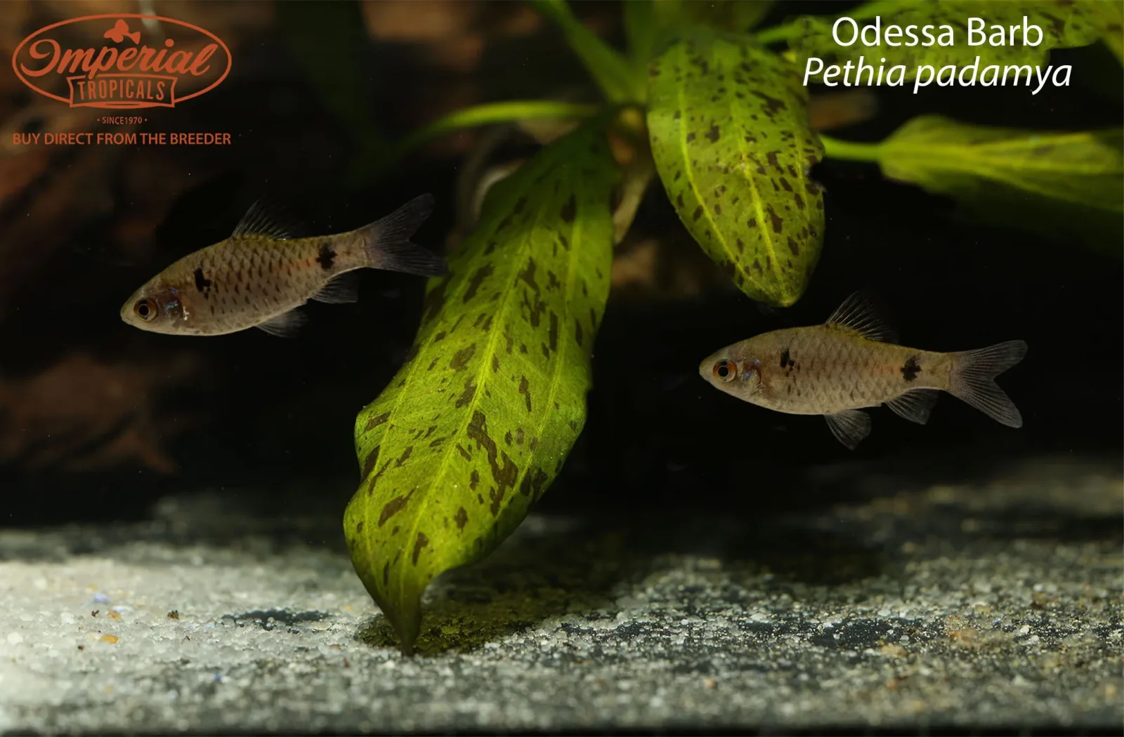 Odessa Barb - Image 2