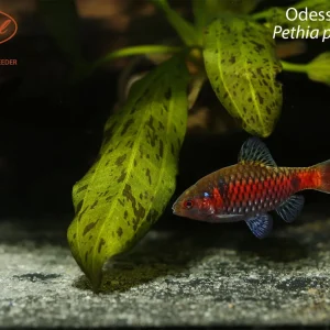 Odessa Barb