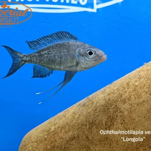 Ophthalmotilapia ventralis "Longola"