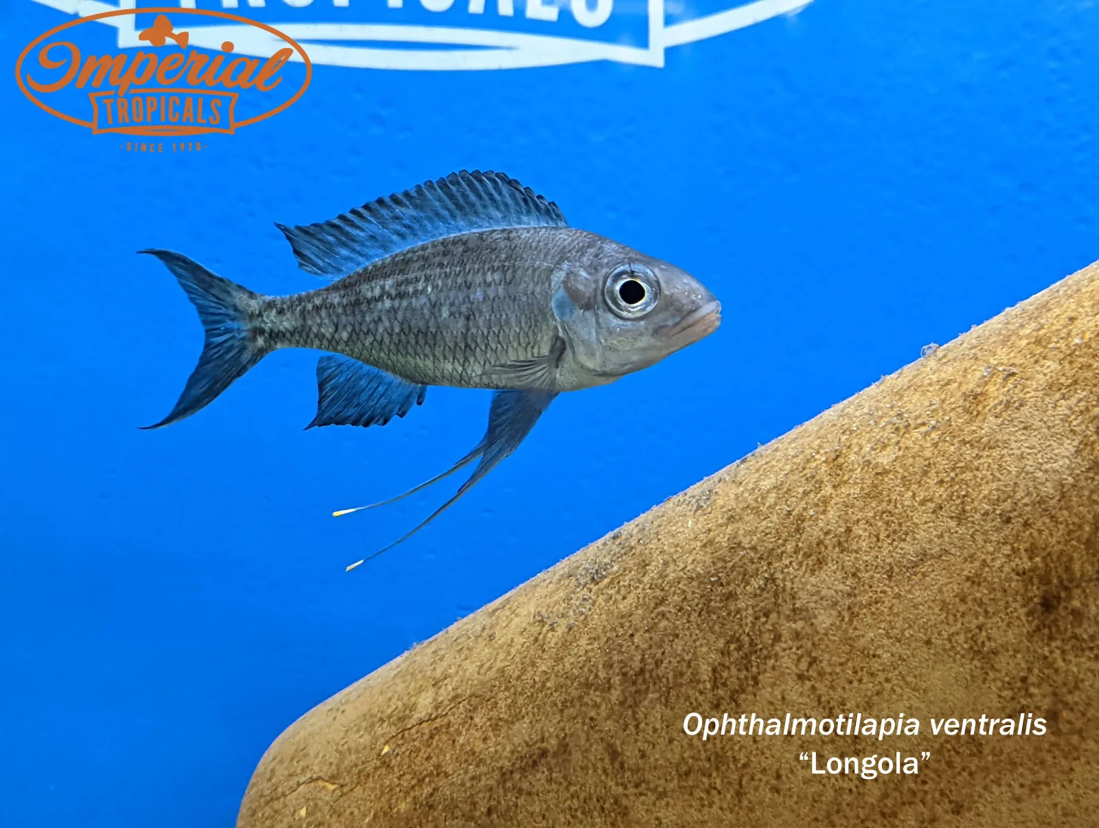 Ophthalmotilapia ventralis "Longola"