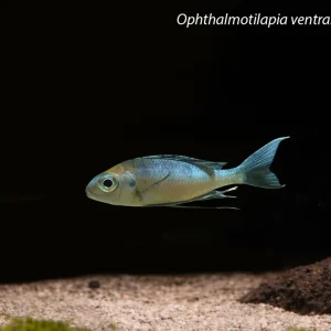 Ophthalmotilapia ventralis "Red Cap"