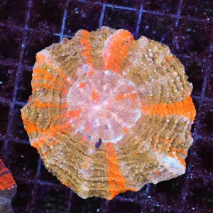 Orange Acanthophyllia Coral WYSIWYG - SAQ Coral Farm