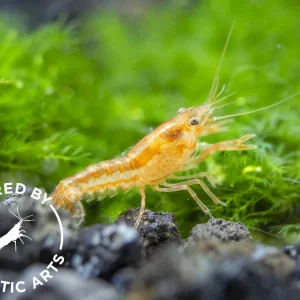 Orange CPO Dwarf Mexican Crayfish (Cambarellus patzcuarensis), Bredby: Aquatic Arts