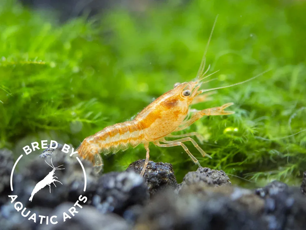 Orange CPO Dwarf Mexican Crayfish (Cambarellus patzcuarensis), Bredby: Aquatic Arts