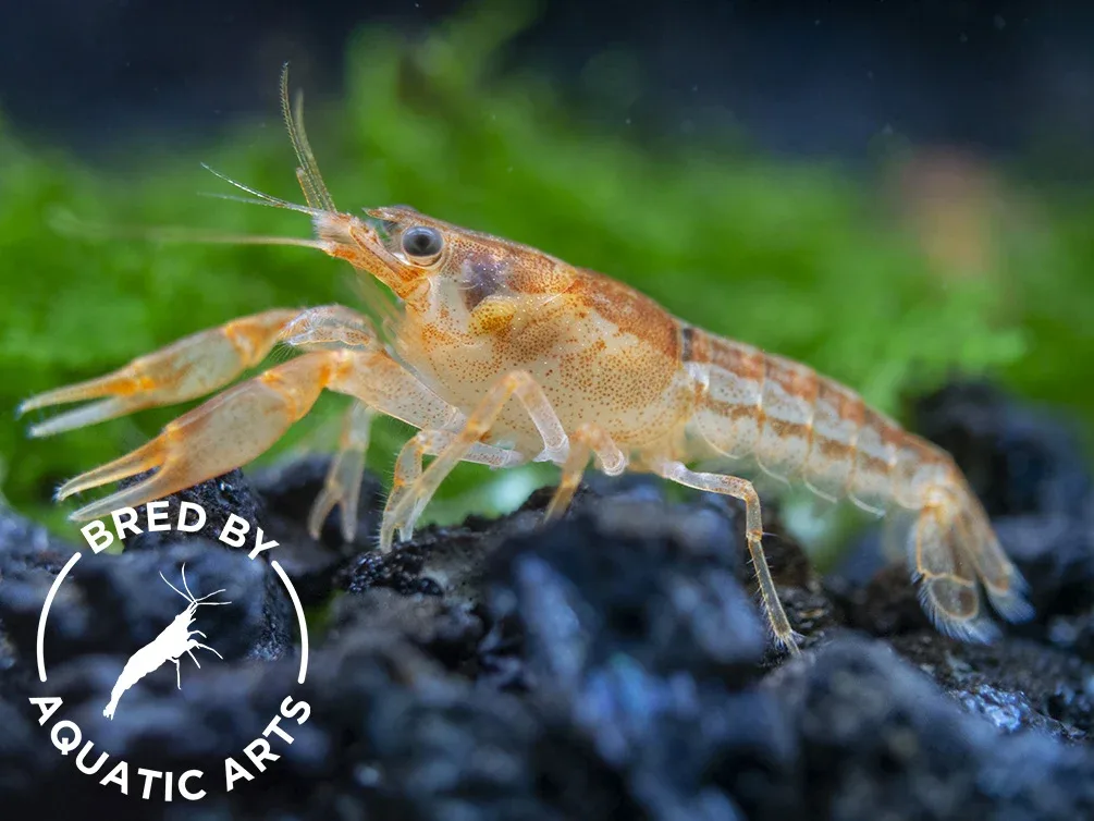 Orange CPO Dwarf Mexican Crayfish (Cambarellus patzcuarensis), Bredby: Aquatic Arts - Image 2