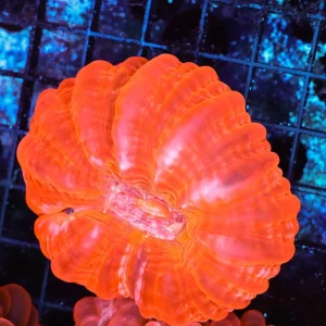 Orange Cynarina WYSIWYG - SAQ Coral Farm