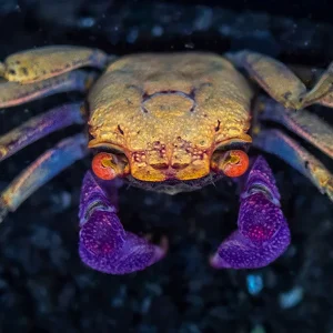 Orange Disco Vampire Crab (Geosesarma tiomanicum)