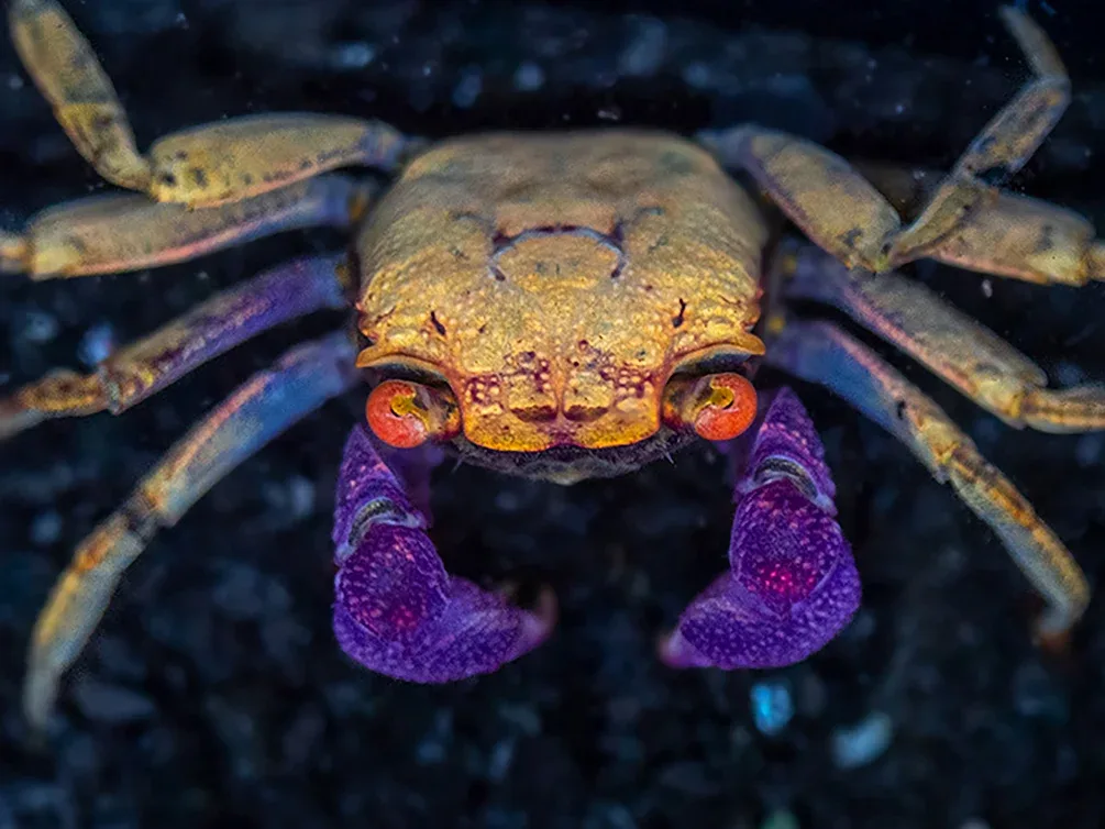 Orange Disco Vampire Crab (Geosesarma tiomanicum)